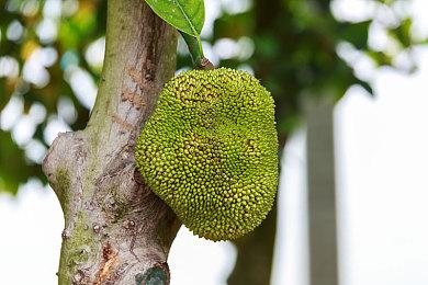 《万智牌》”神河霓朝纪“动画预告 2月18日发售